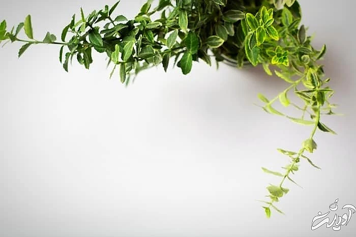 نگهداری گیاه شمشاد روش تکثیر گیاه شمشاد